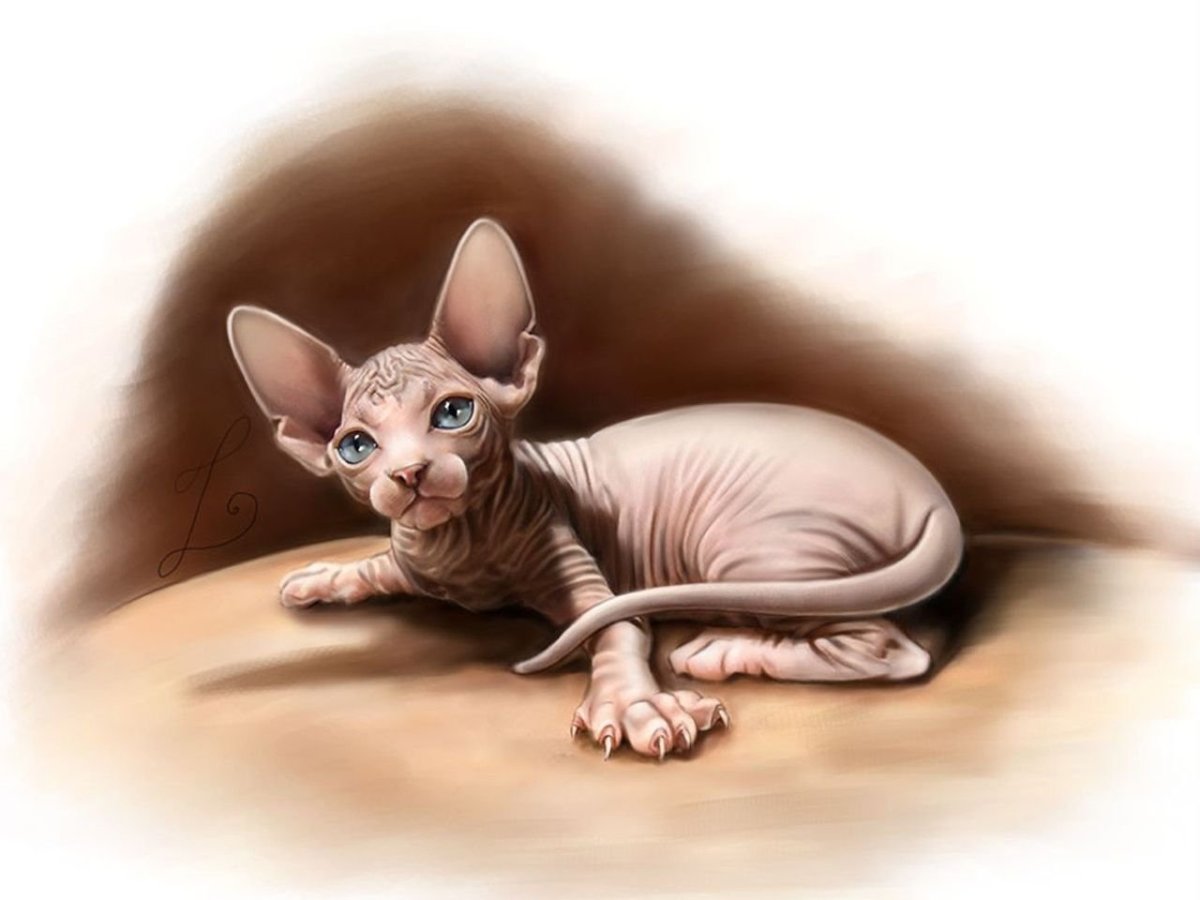 Канадский сфинкс