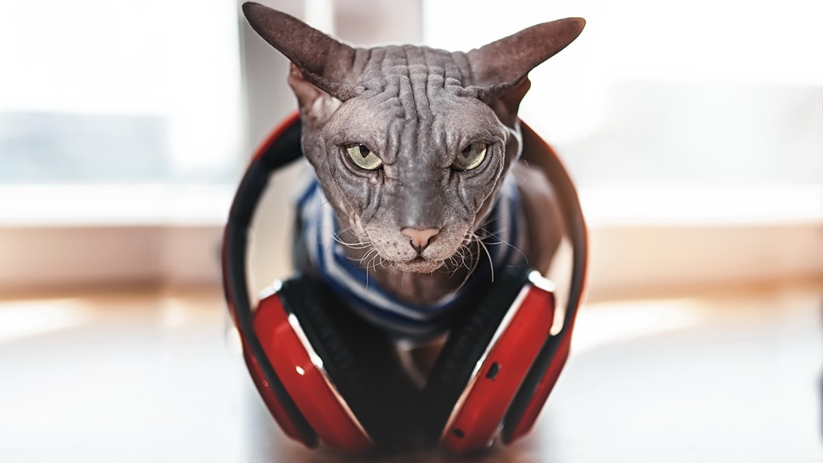 Сфинкс на темном фоне