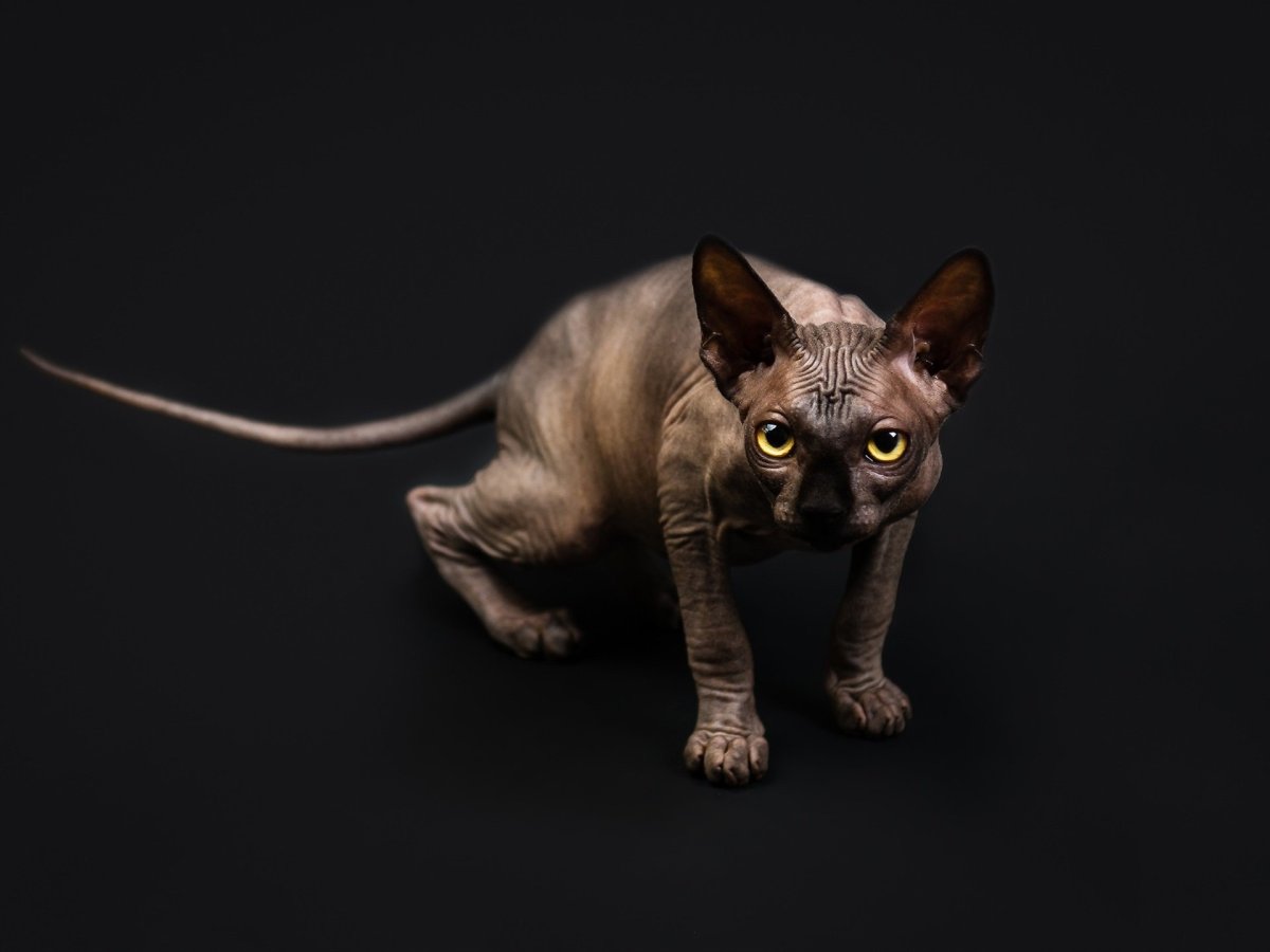 Королевский сфинкс кошка