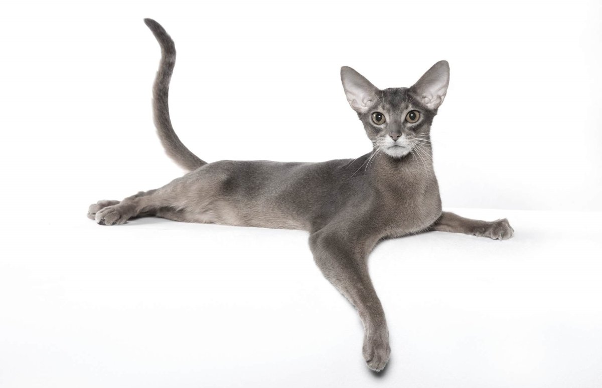 Сфинкс карандашом