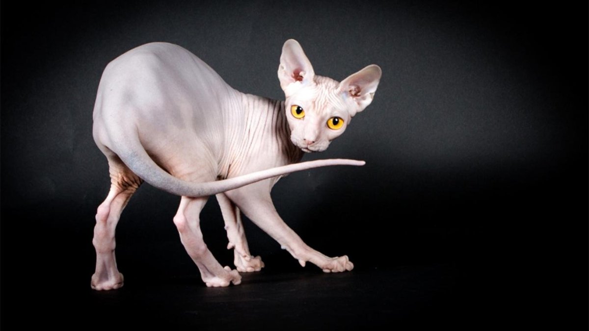 Канадский сфинкс