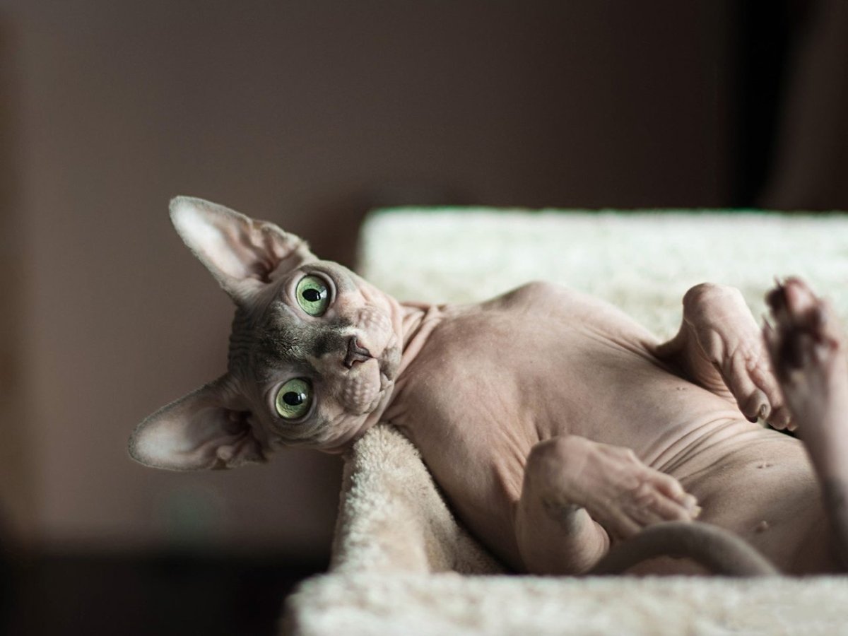 Сфинкс кошка