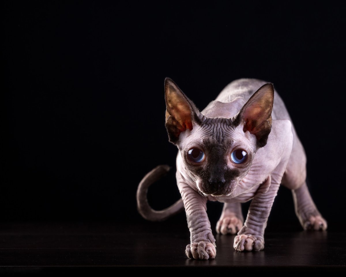 Абиссинский сфинкс