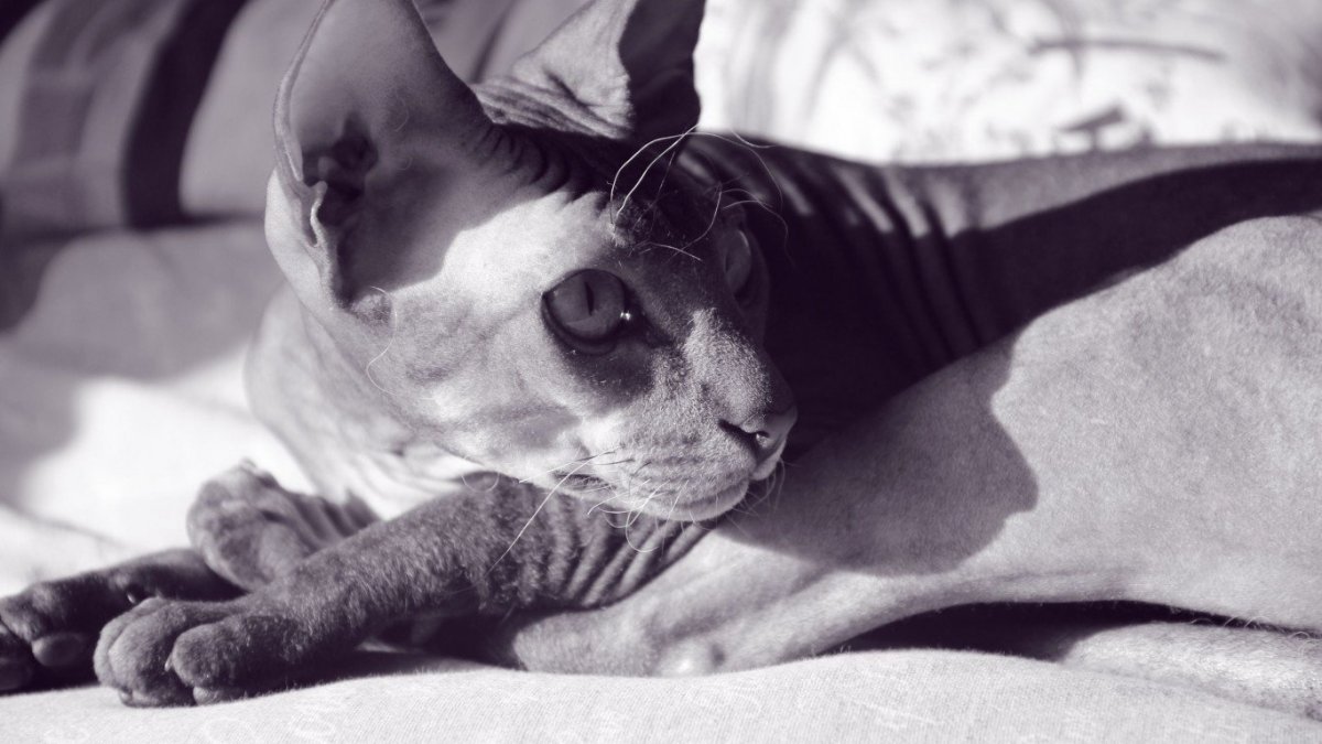 Кот сфинкс леьаень