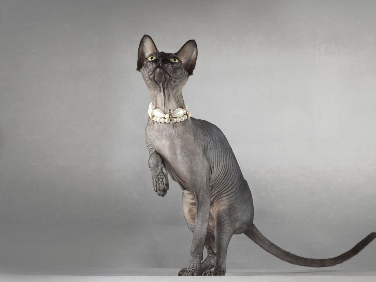 Сфинкс кошка