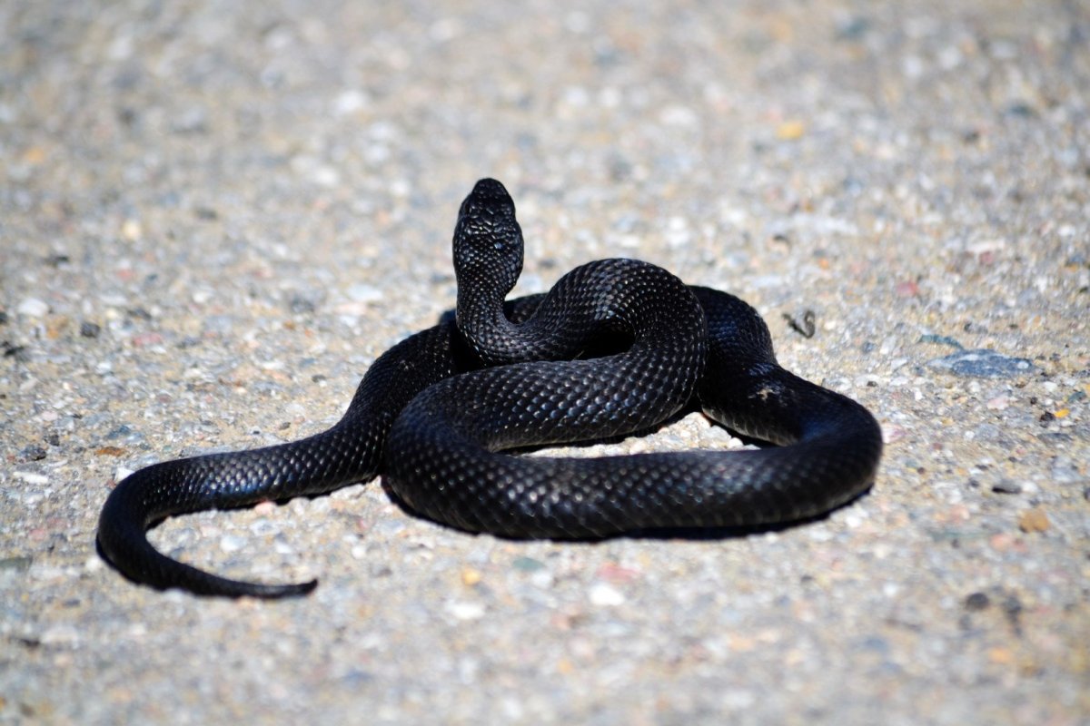 Обыкновенная гадюка черная
