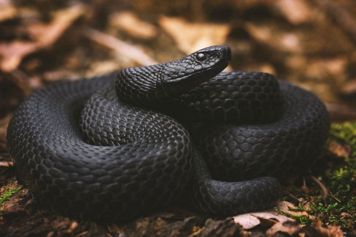 Полоз меланист