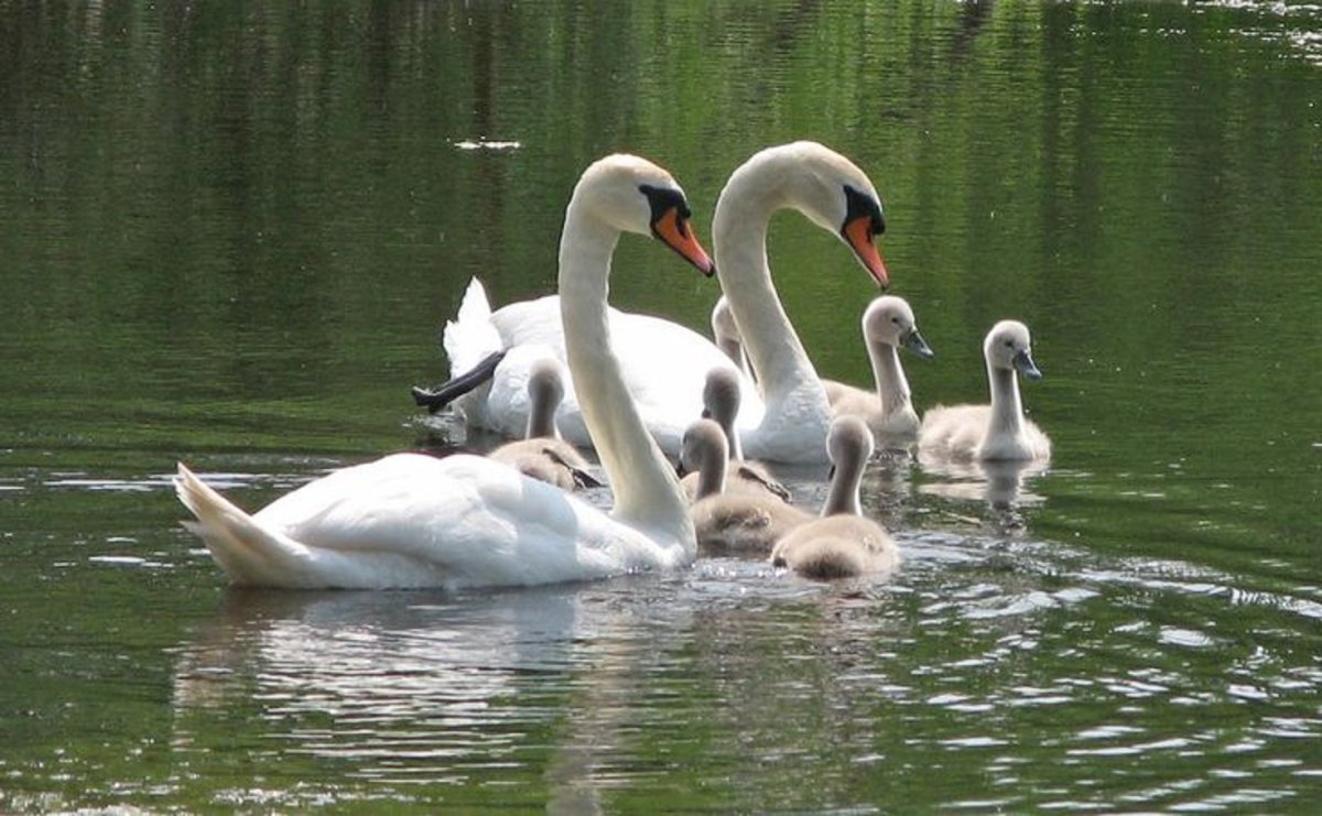 Лебеденок подросший