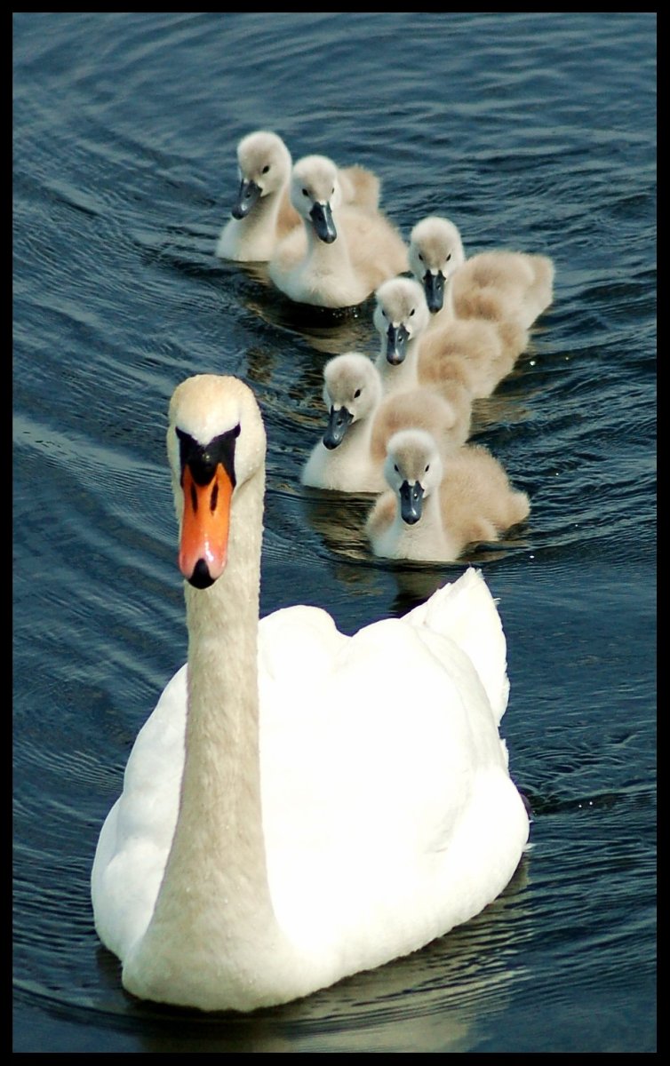 Детеныш лебедя