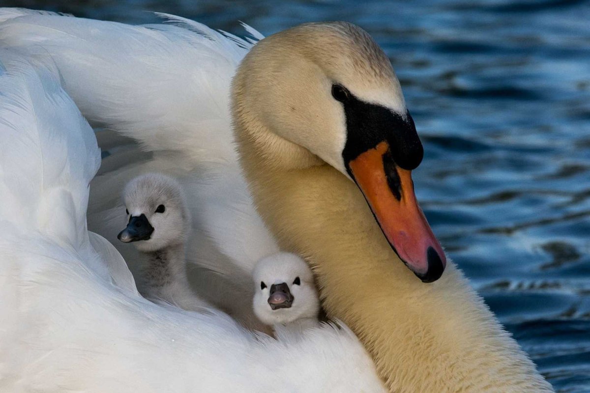 Лебедь с птенцами на спине