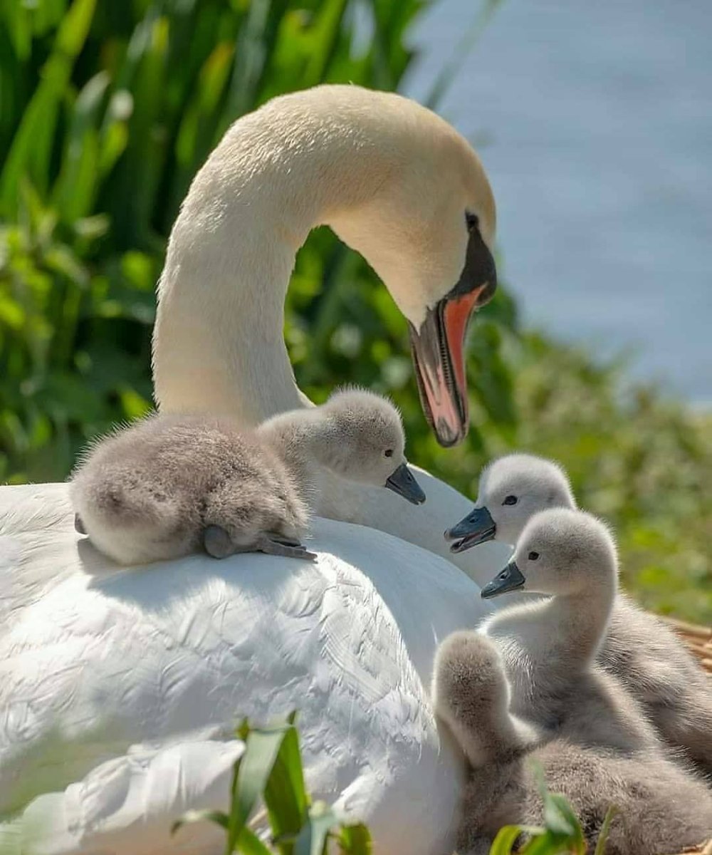 Животные и Детёныши