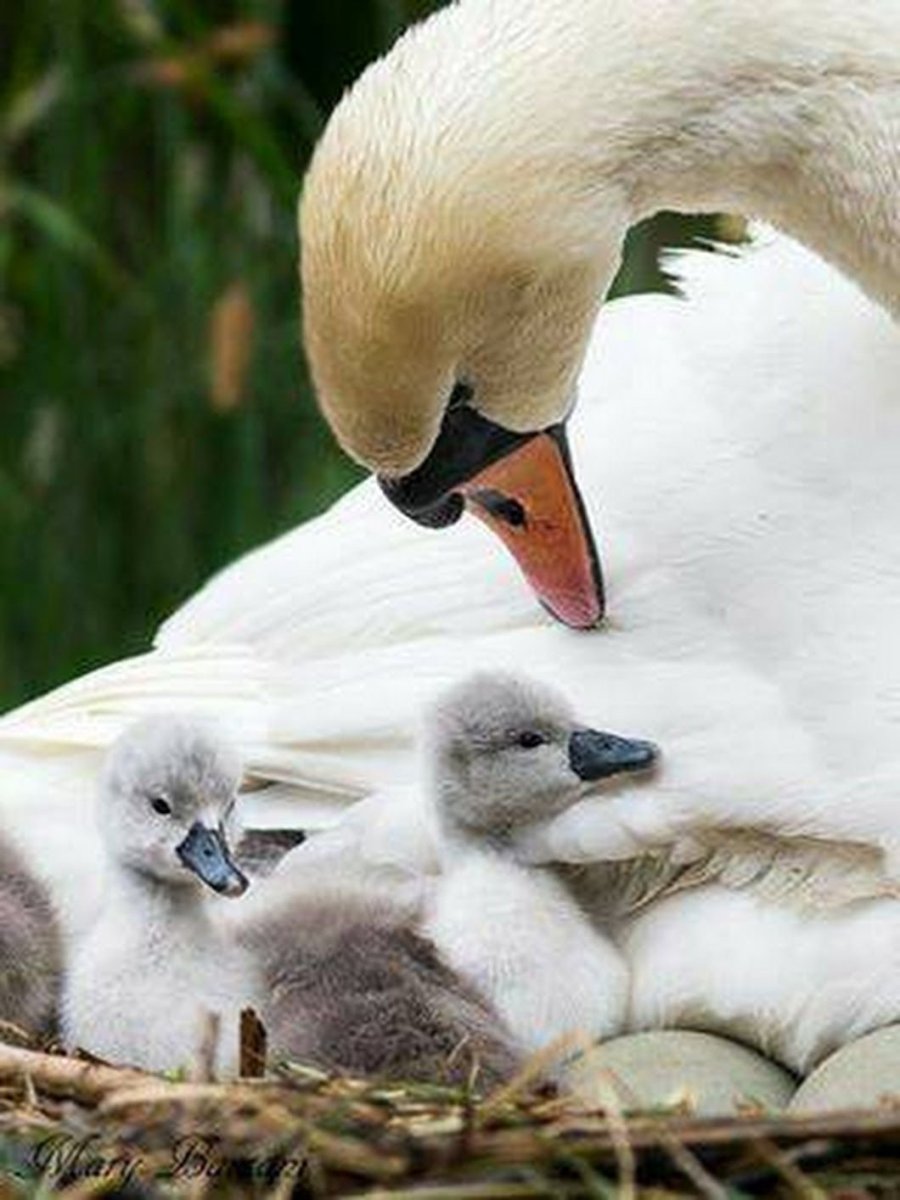 Лебедь шипун с птенцами