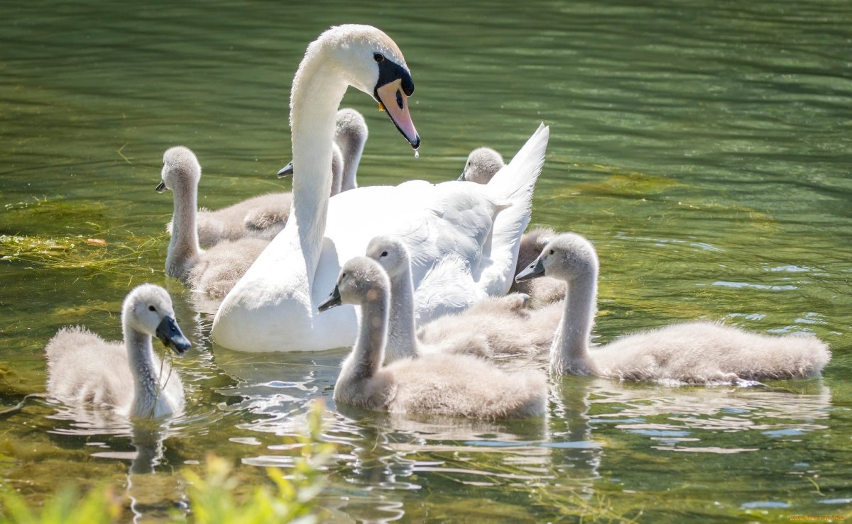 Под крылом лебедя