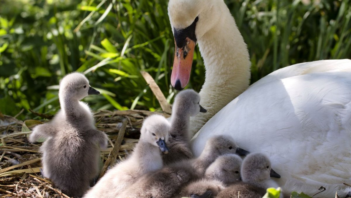 Лебедь с лебедятами