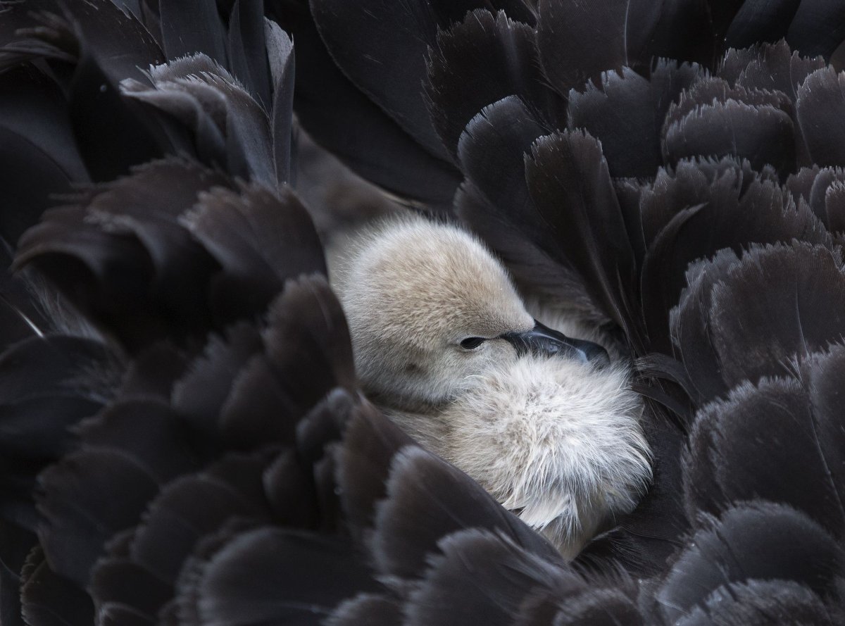 Лебедь маленький птенец