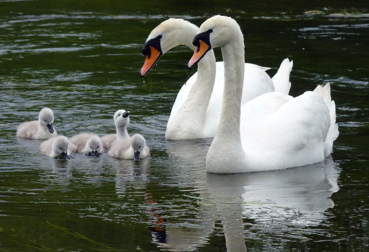 Лебедь-кликун с птенцами