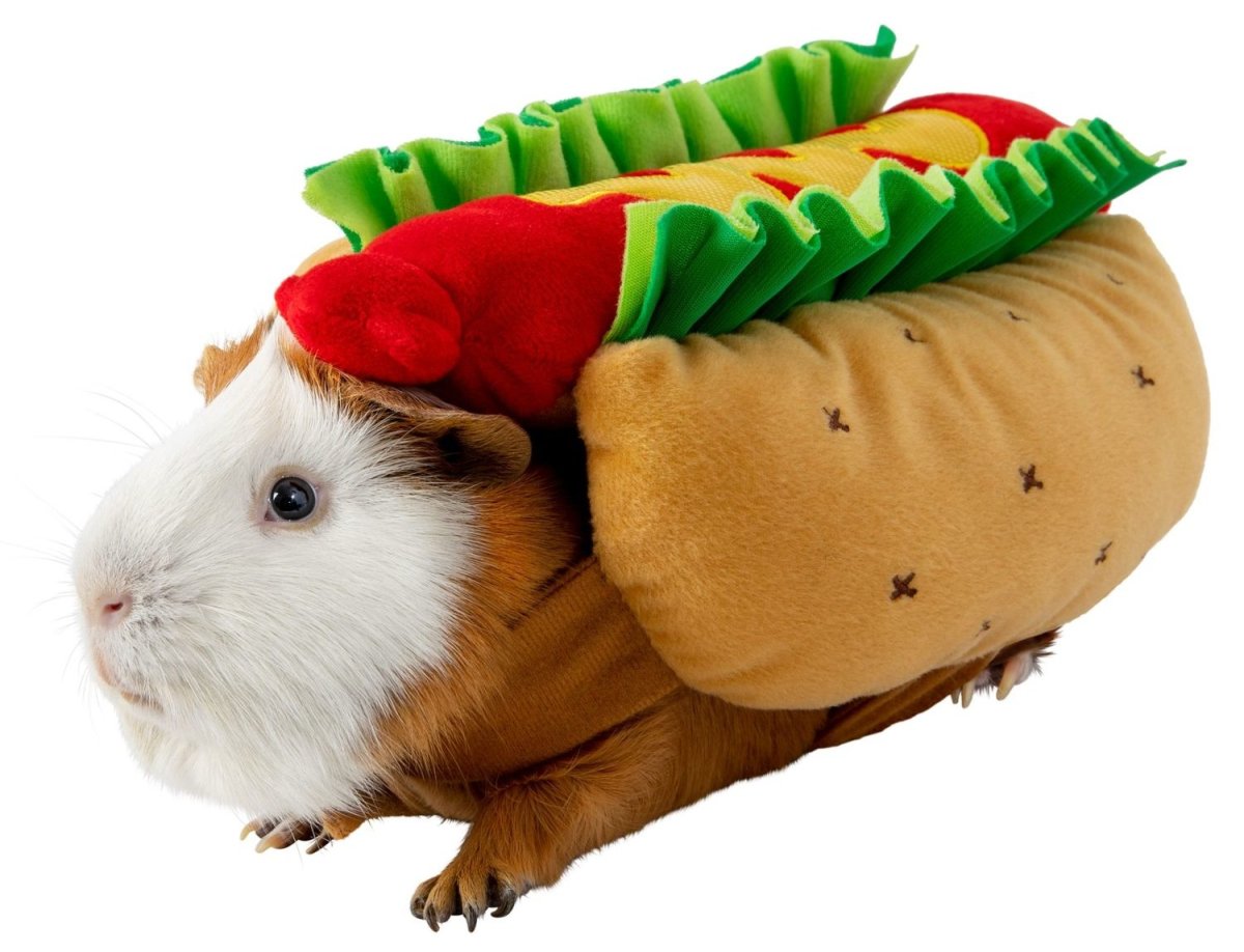 Фуззберта морская Свинка