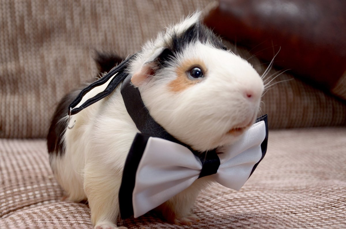 Большая морская Свинка Куи