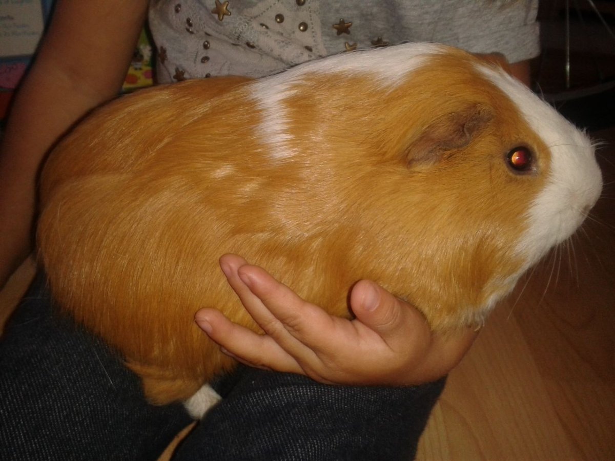 Морские свинки породы Куи