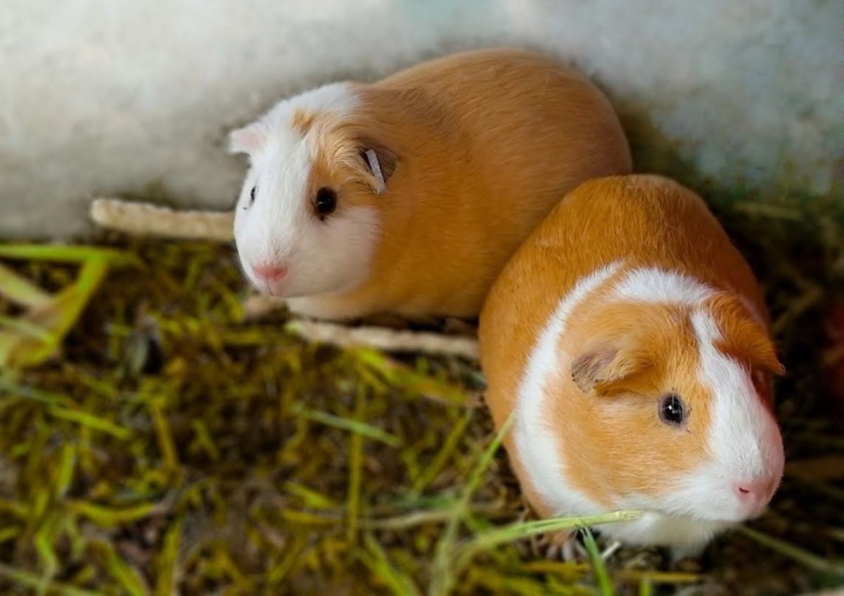 Морские свинки