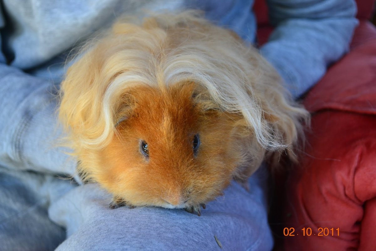 Хохлатая морская Свинка