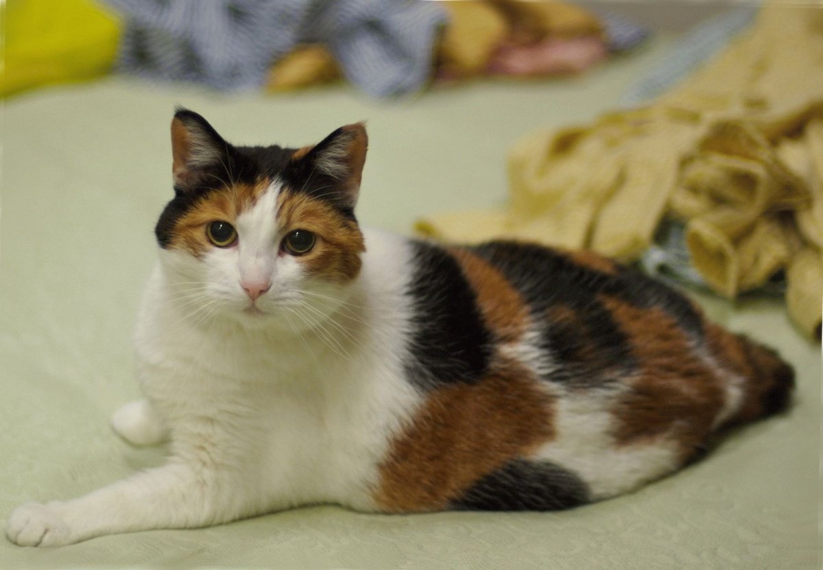 Трёхцветная кошка милая