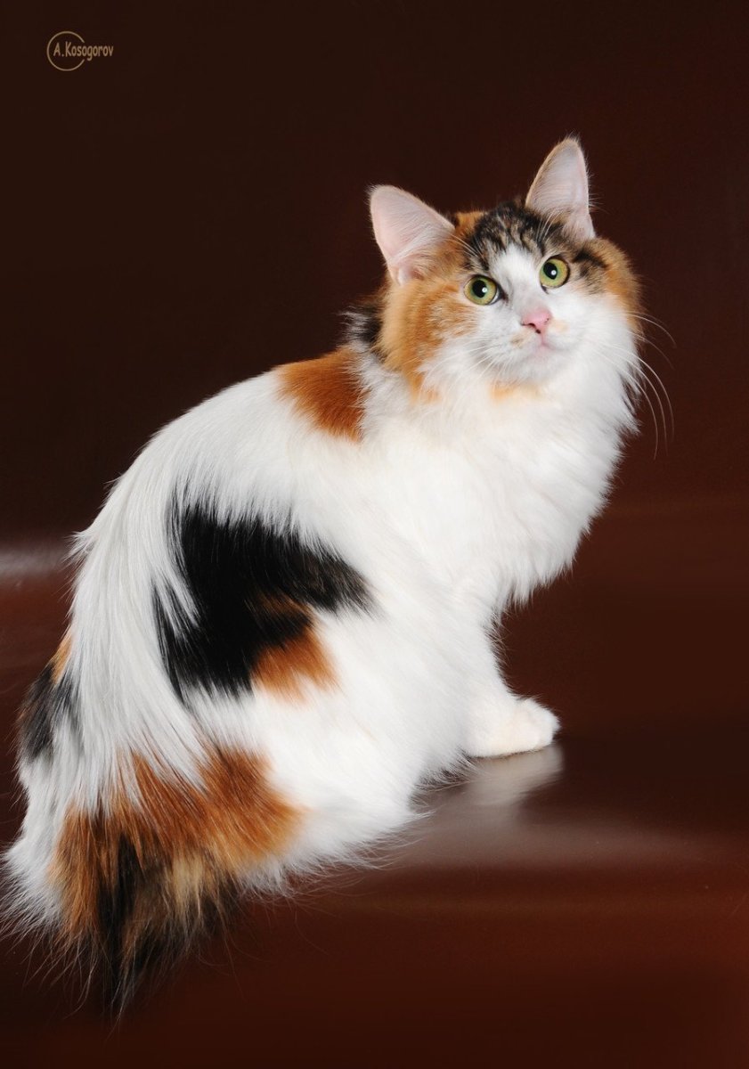 Трехцветная кошка с котятами