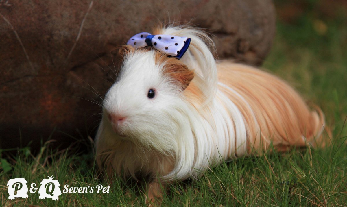 Морские свинки породы Куи