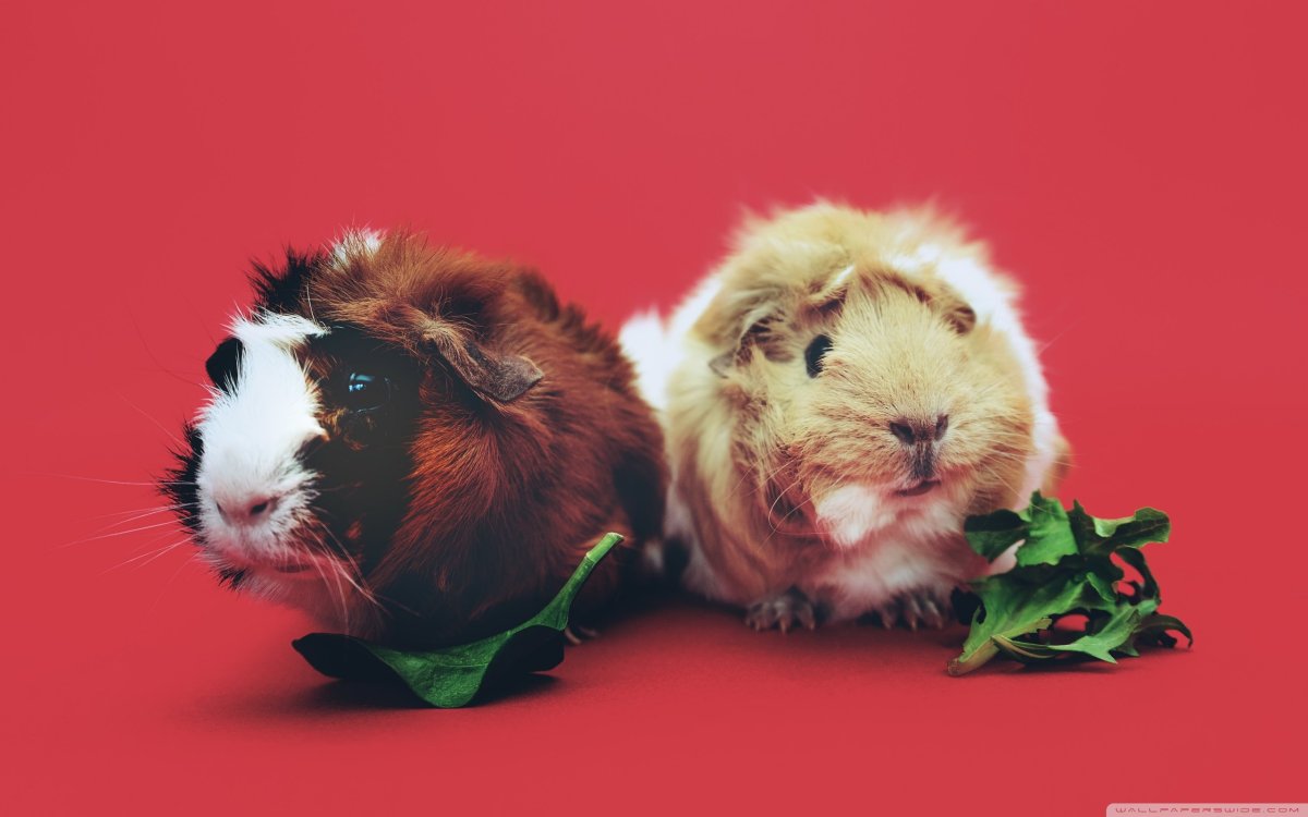 Минипли морская Свинка