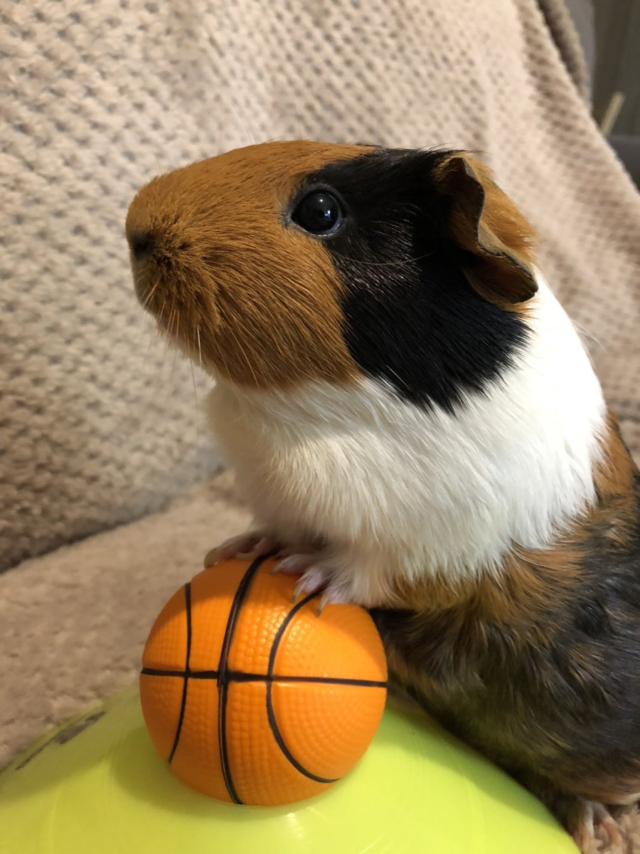 Морские свинки