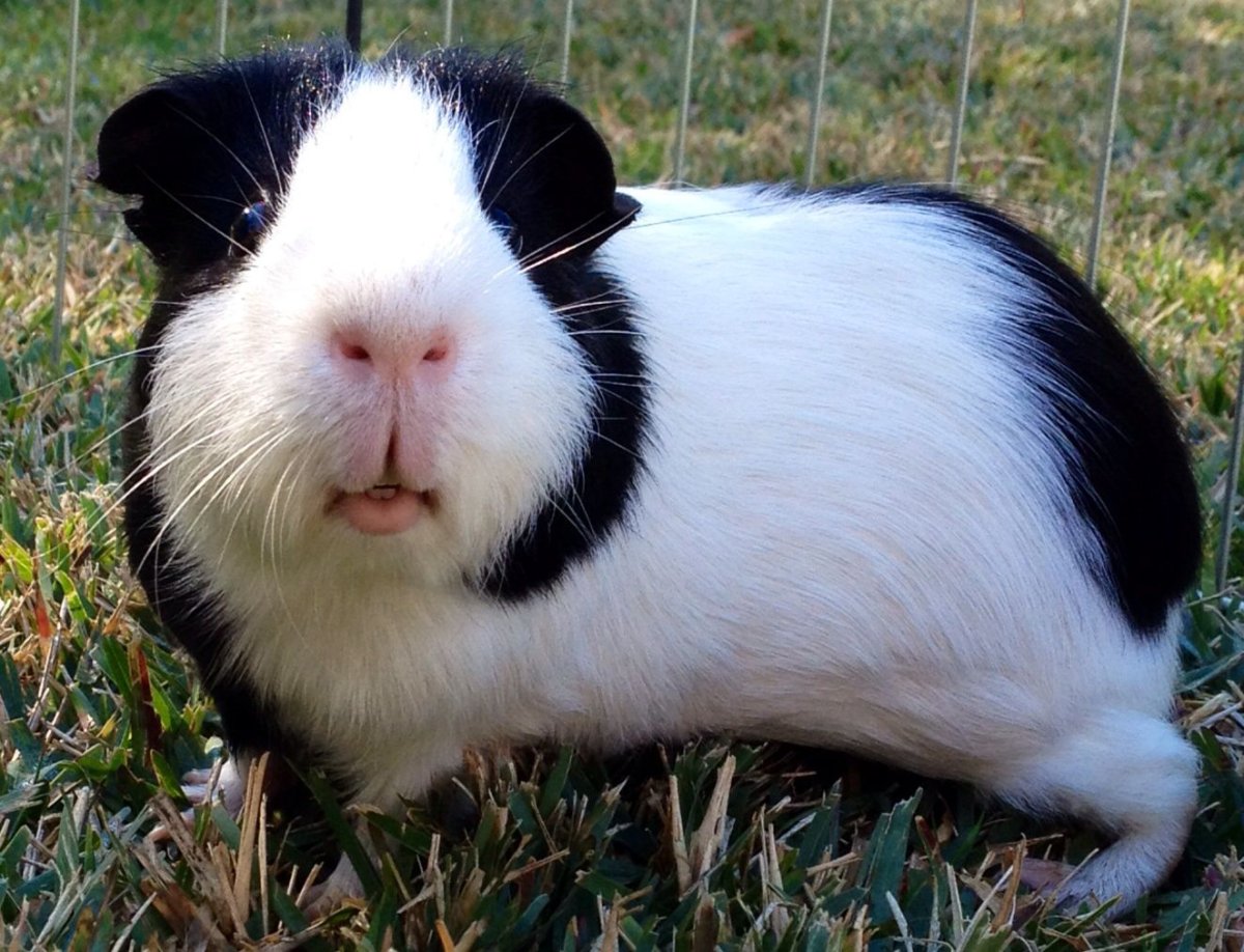 Морская Свинка Панда