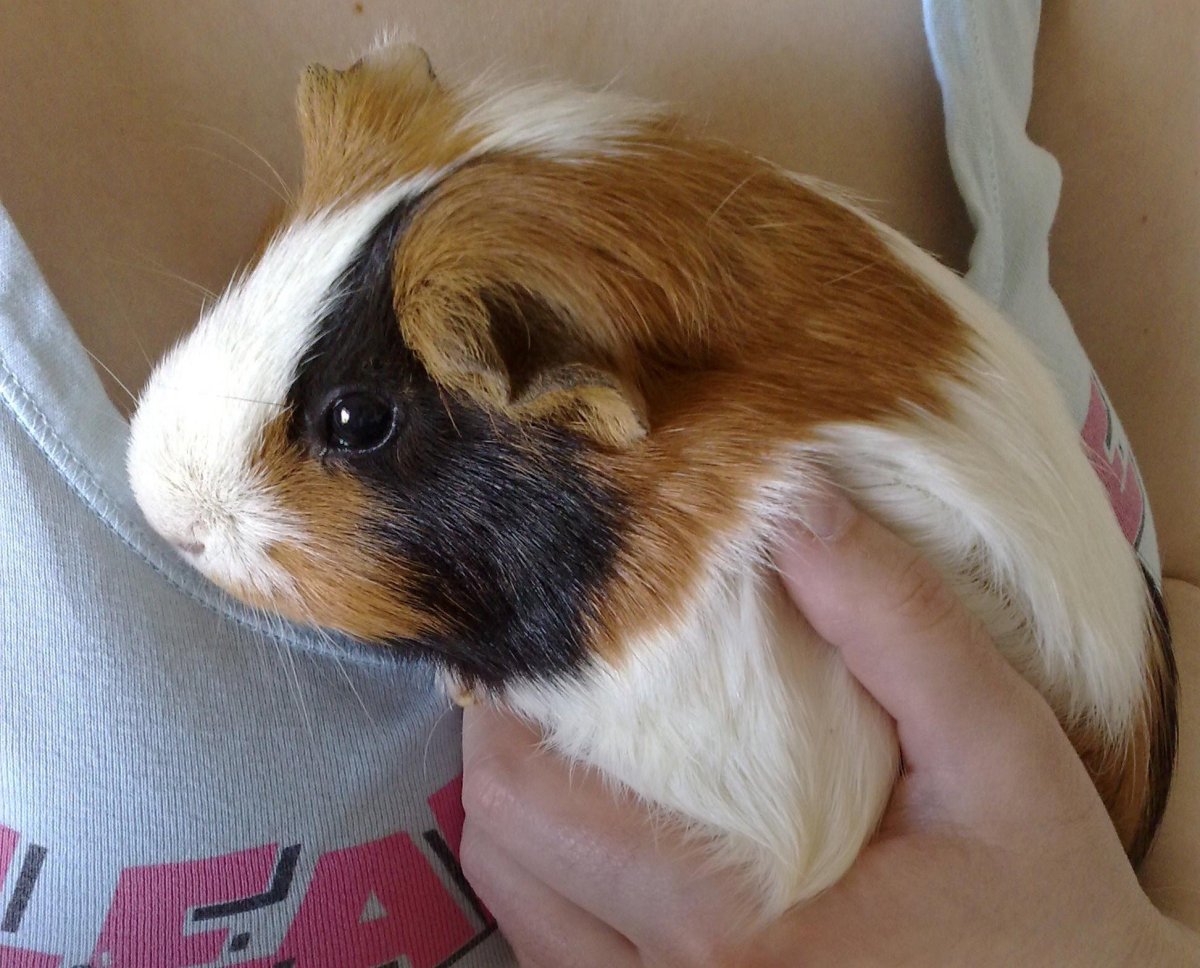 Шкурки морских свинок