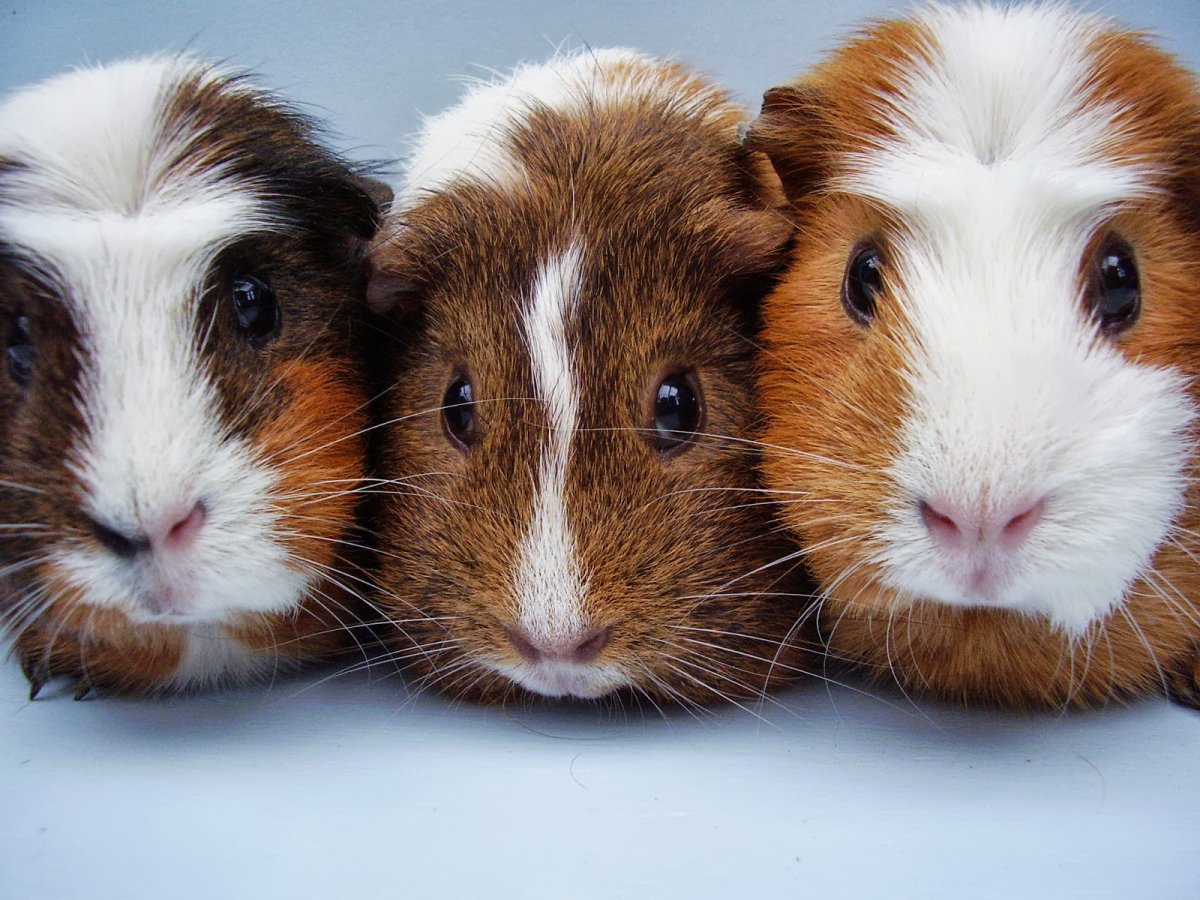 Морская Свинка Шуша