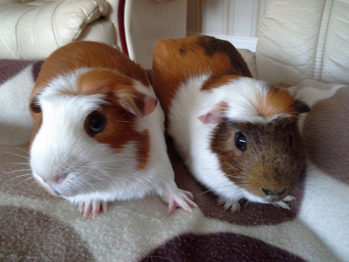 Шиншилла и морская Свинка