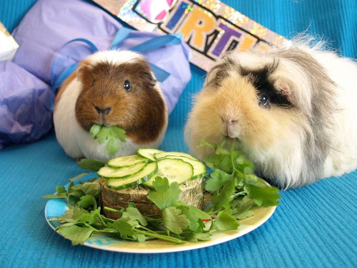 Удивительные морские свинки