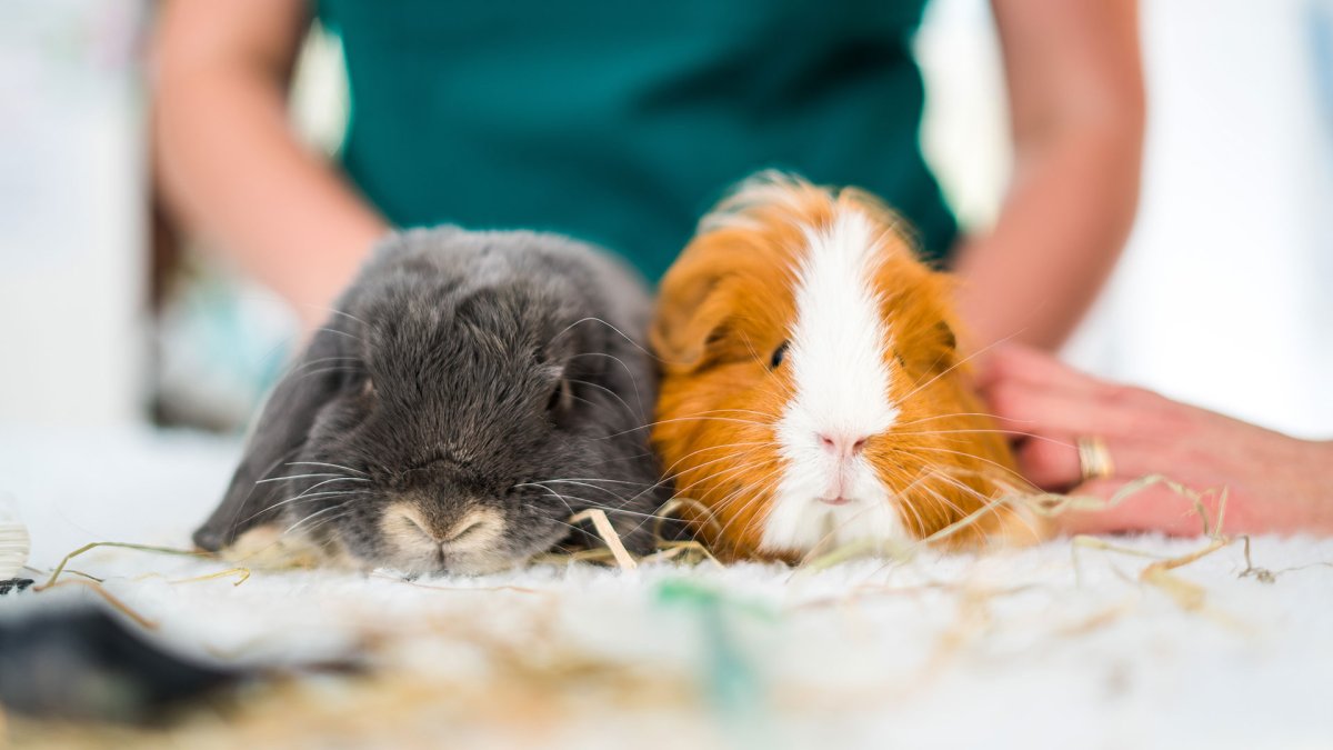 Кролик и морская Свинка