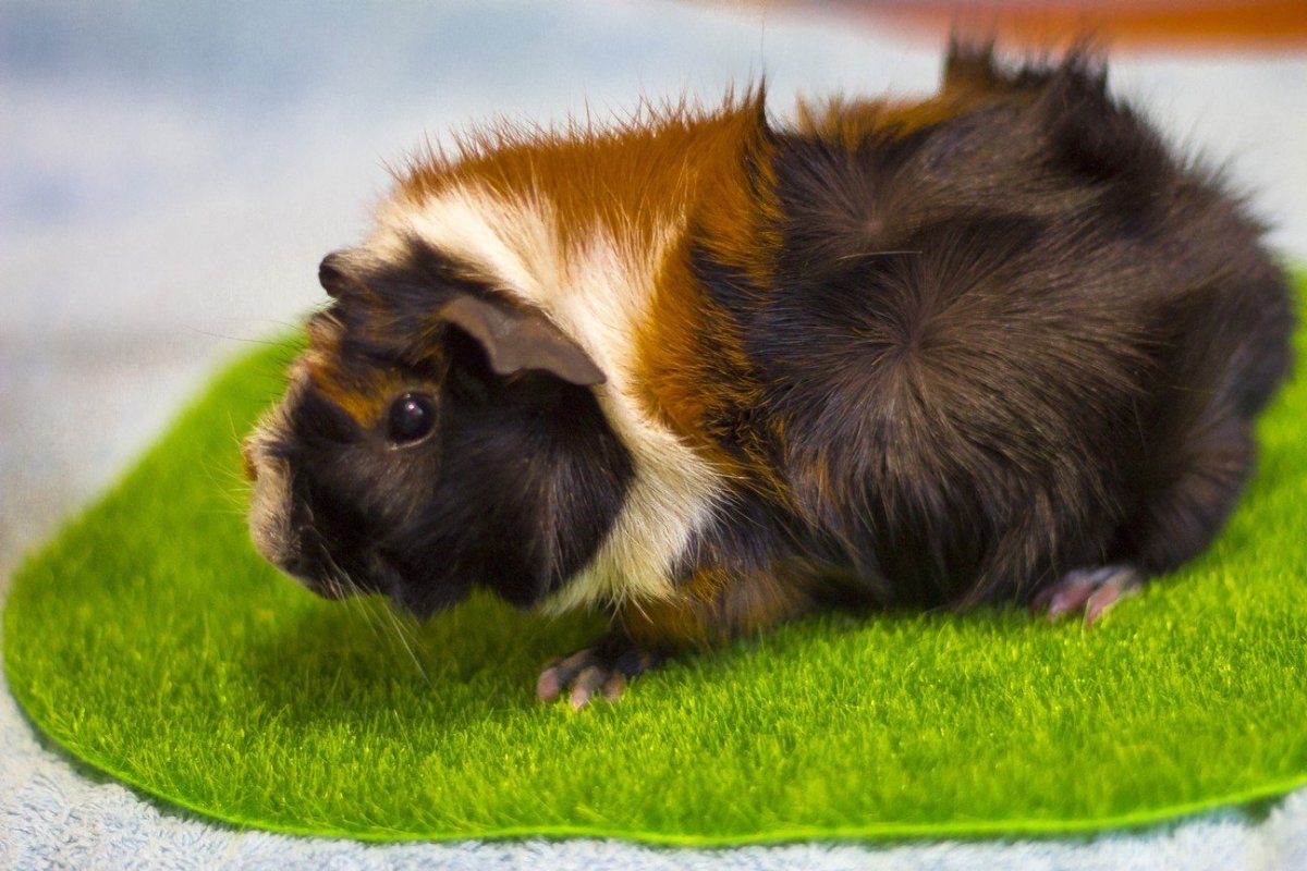 Абиссинская розеточная морская Свинка