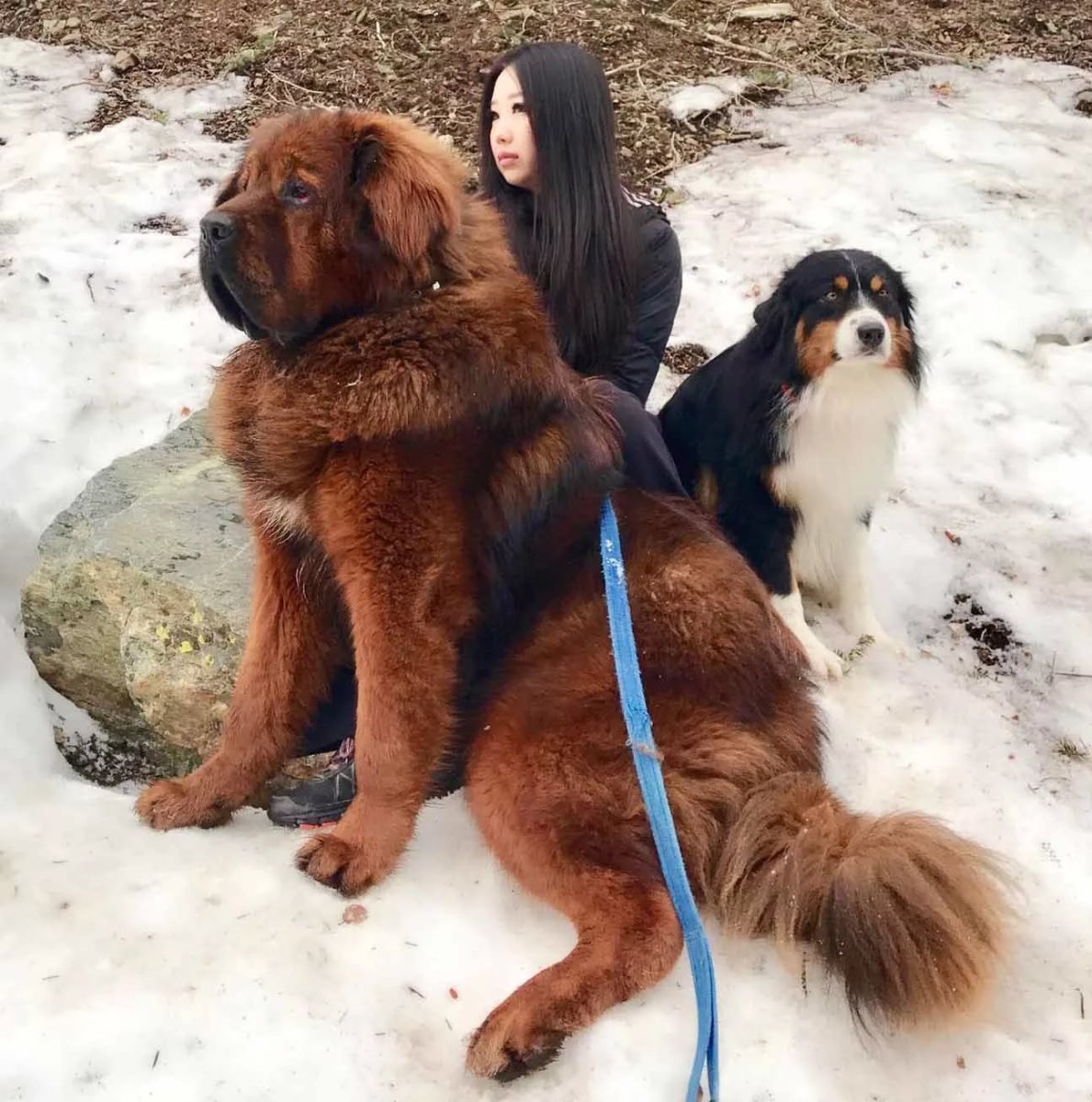 Тибетский мастиф и волкодав