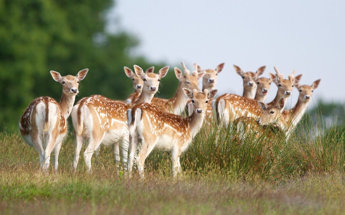 Пятнистые олени Куршская коса