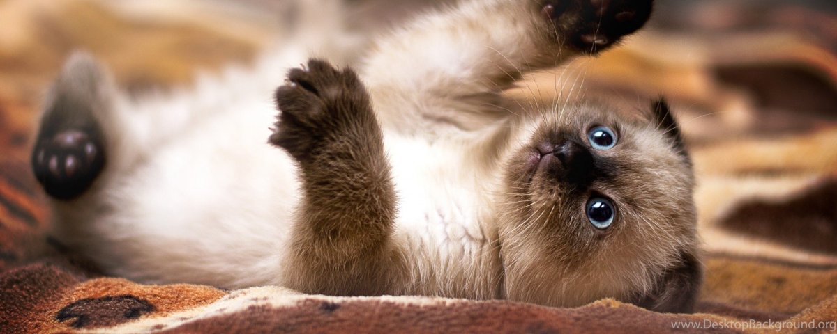 Сиамский скоттиш фолд