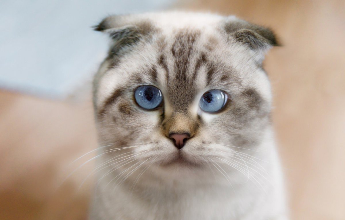 Белый сиамский кот