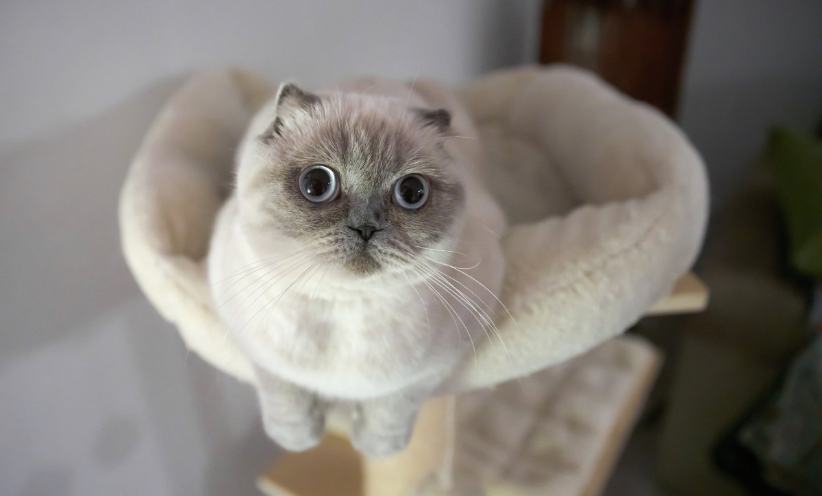 Манчкин кот сиамский