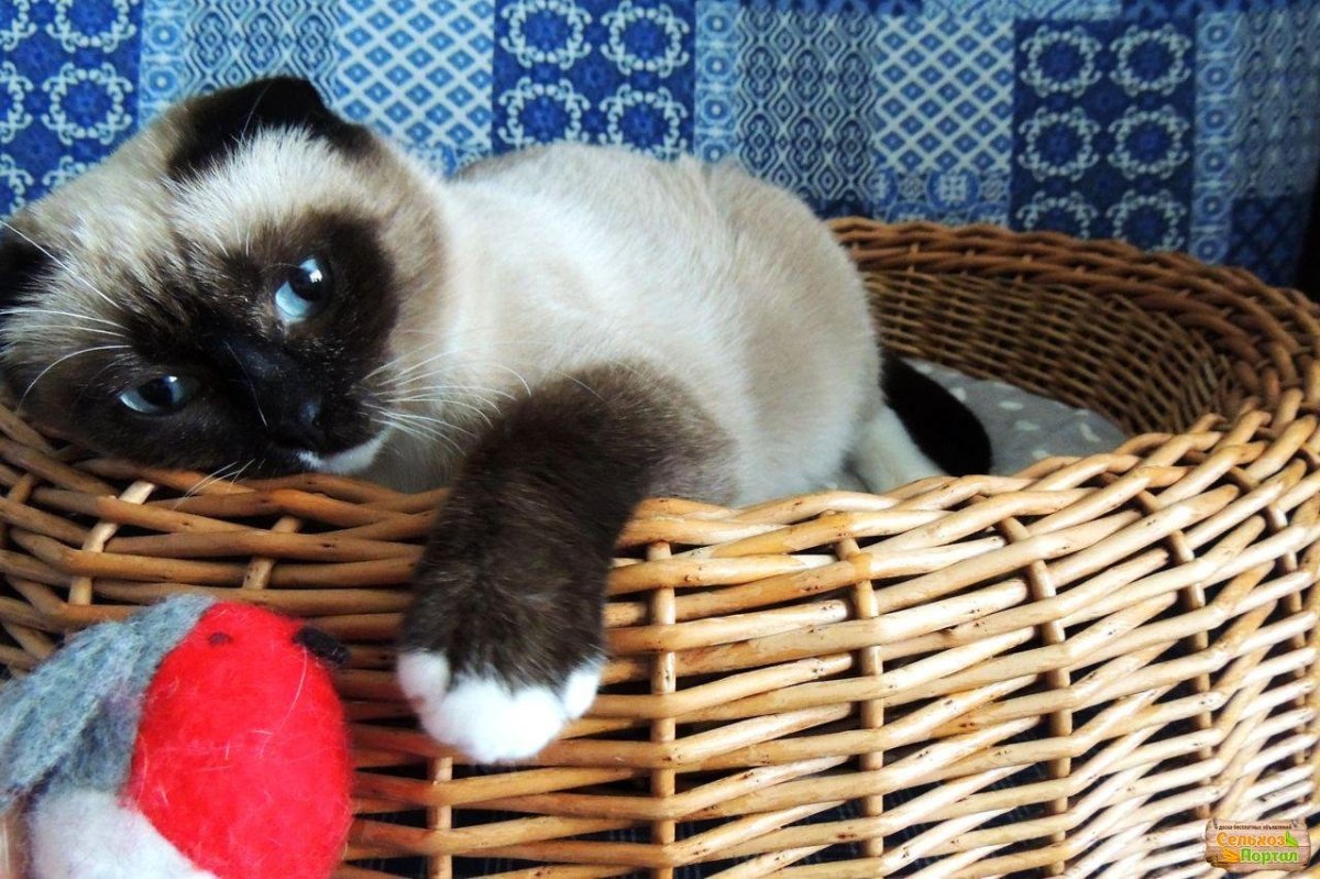 Самые милые самые смешные и самые красивые обои для телефона