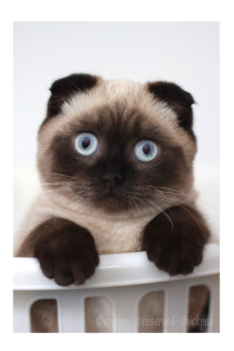 Сиамская вислоухая кошка