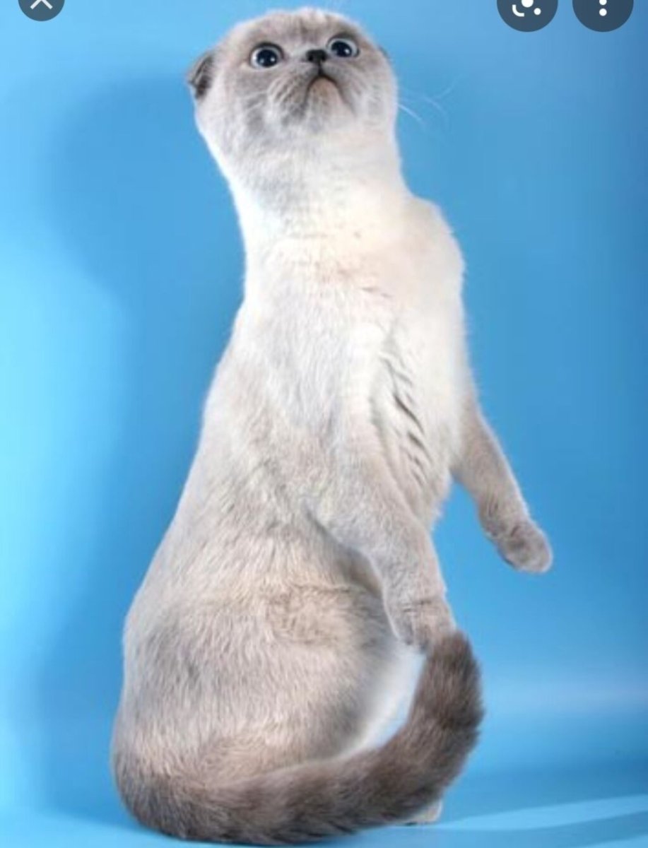 Сиамская порода кошек