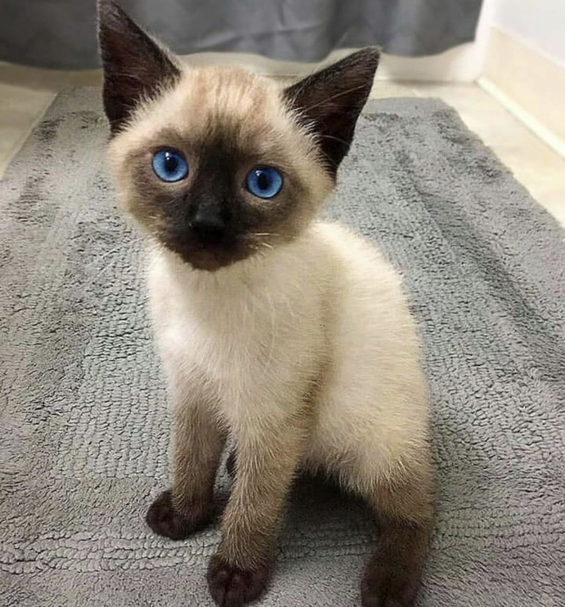 Шотландская вислоухая кошка