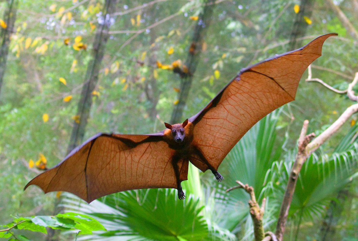 Летучие лисицы ареал обитания