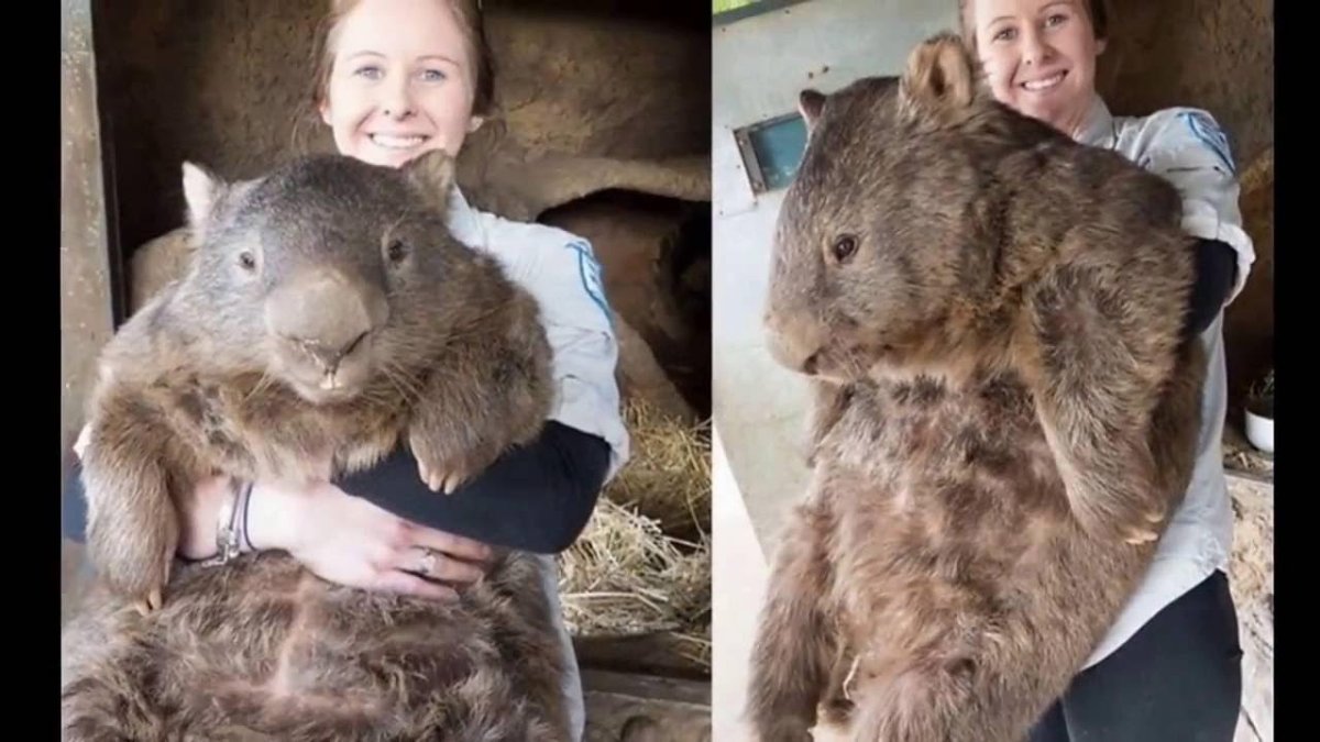 Вомбат Патрик