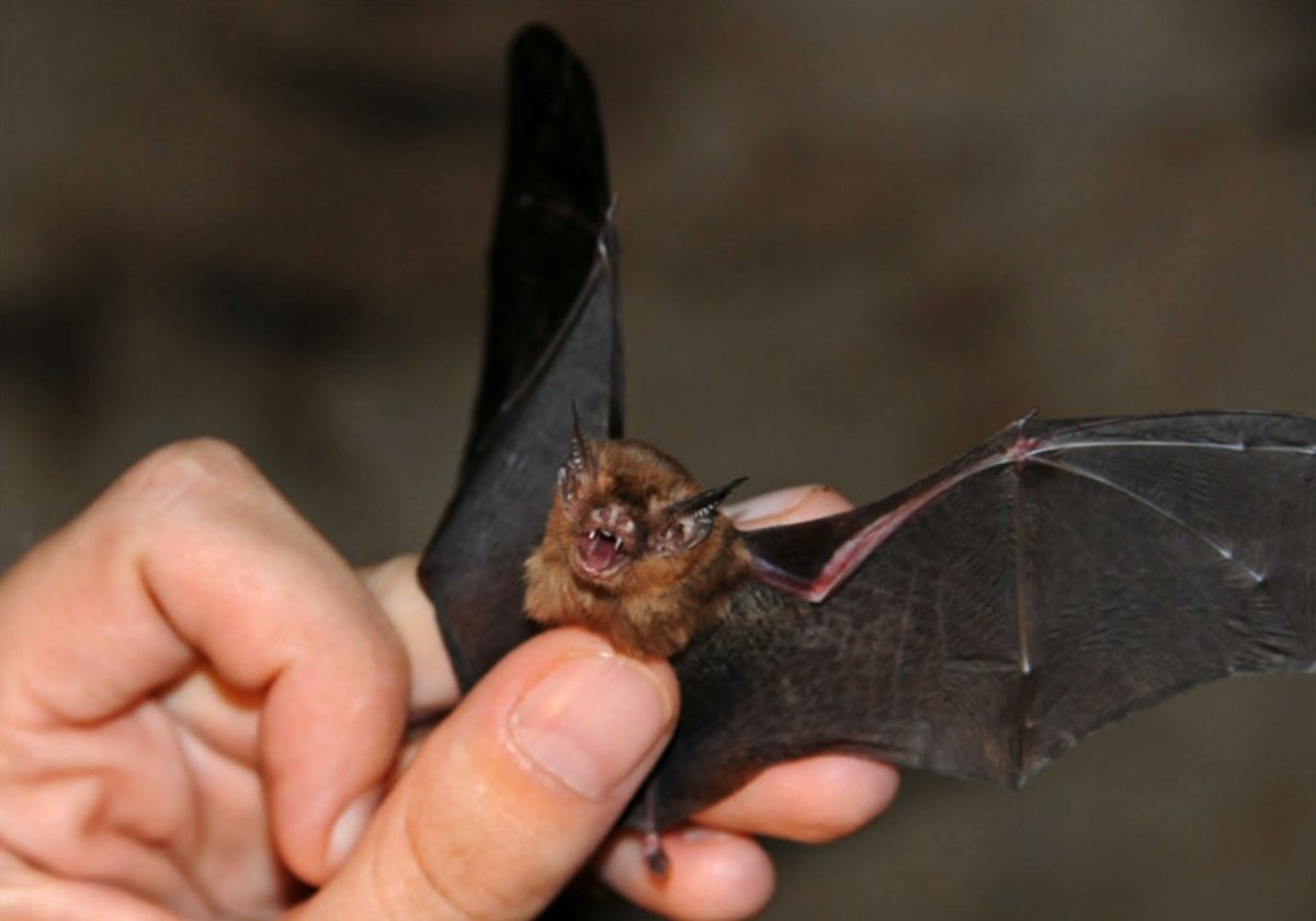 Свиноносая летучая мышь