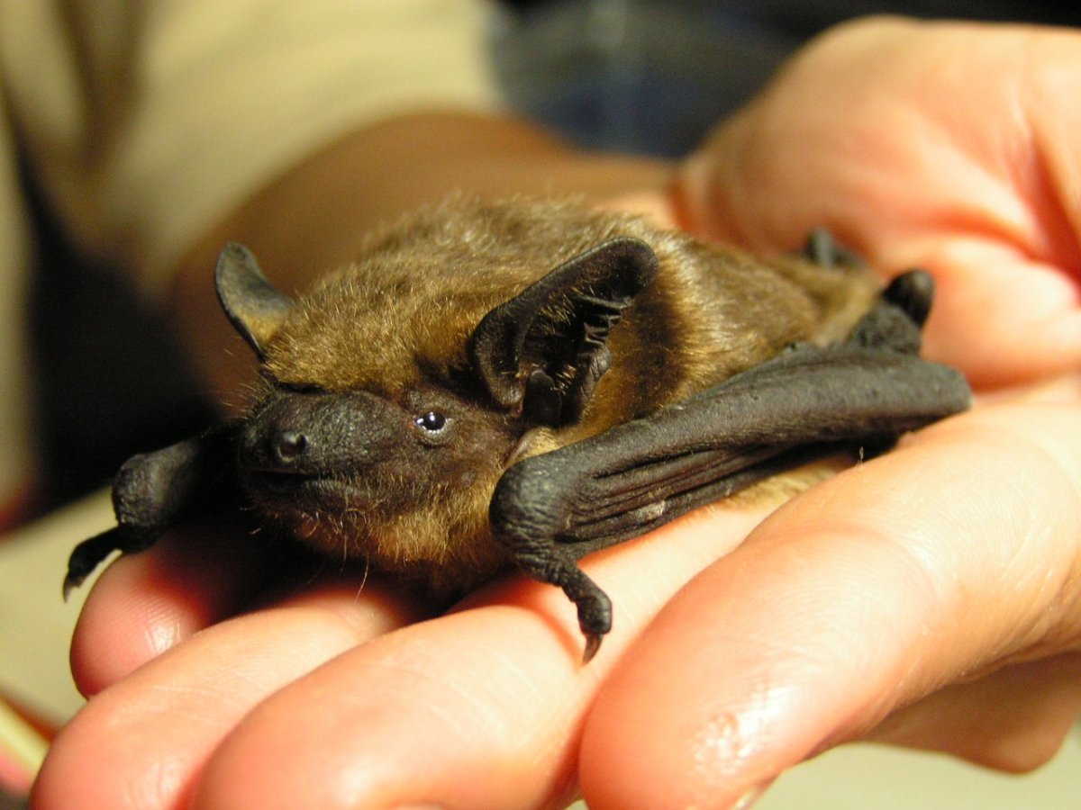 Двухцветный кожан (Vespertilio murinus (Linnaeus, 1758))